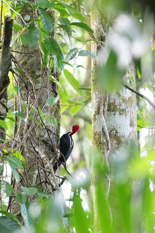 Pale-billed Woodpecker